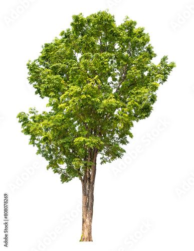 green tree removed original background  PNG transparent
