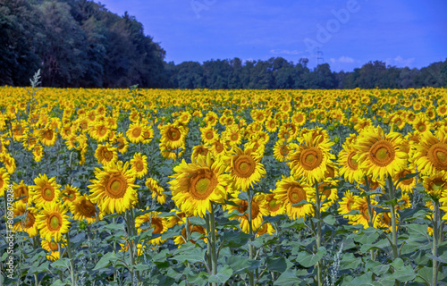 Sonnenblumenfeld bei Hagenau im Elsass, Frankreich, Europa. photo