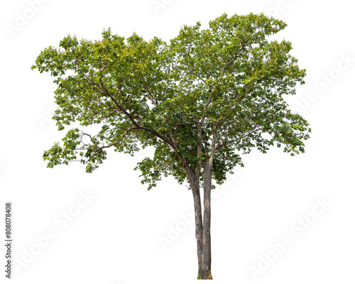 green tree removed original background, PNG transparent © angkhan
