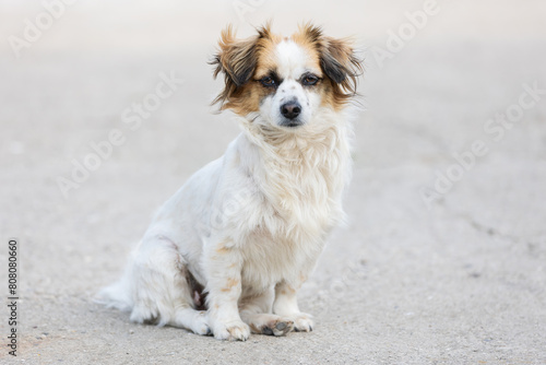 Portrait of a stray dog on a blurred background