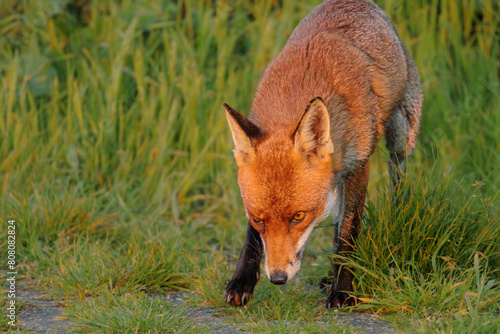 fox red fox