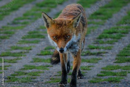fox red fox