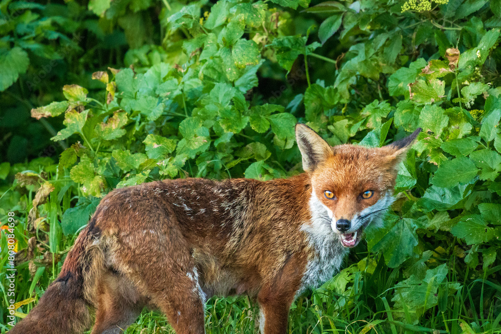 fox red fox
