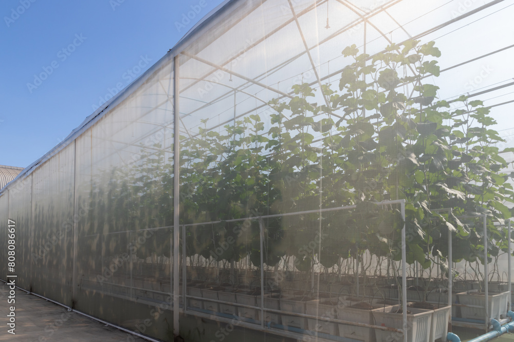 Obraz premium melon plants in green house against blue sky background. agriculture green house. smart farm.
