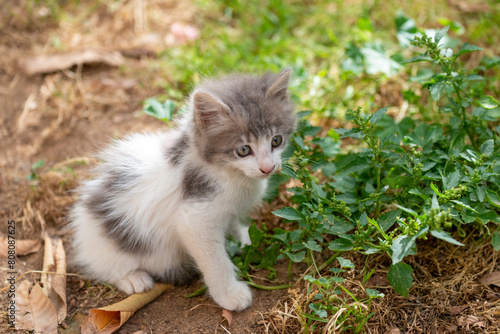 Chaton assis dans l'herbe