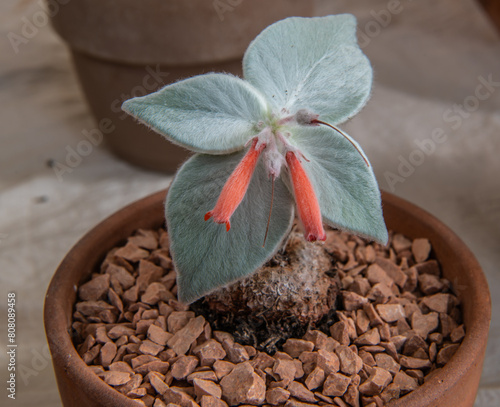 Sinningia leucotricha plant in pot growbùn. Selective focus.Gesneriaceae photo