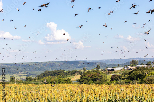 Canvas Print Birds flying over sorghum plantation on a farm in the state of São Paulo, Brazil