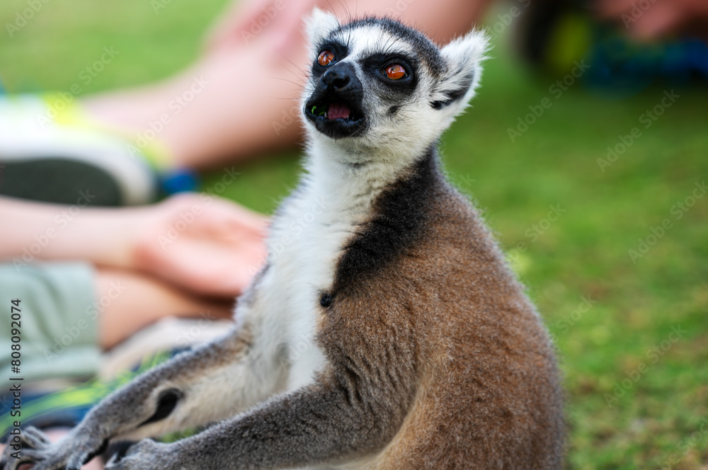 Obraz premium Portrait of lemur in petting zoo. Lemuroidea.