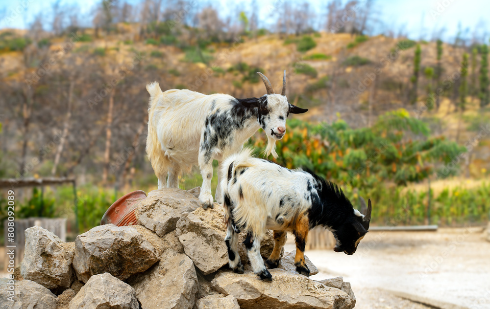 Fototapeta premium Two goats stand on rocks at the zoo.