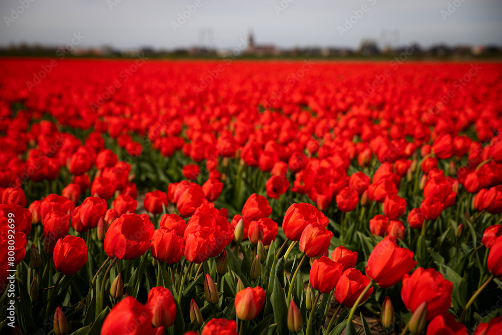 Fototapeta premium Tulip fields in the Netherlands.