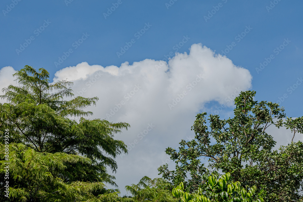 Bottom view of the tops of pine trees in the forest and blue sky with clouds. pine tree bottom view