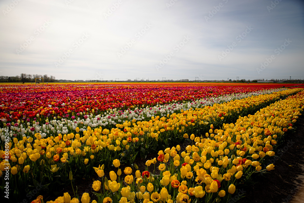 Tulip fields in the Netherlands. Tulip fields in the Netherlands.