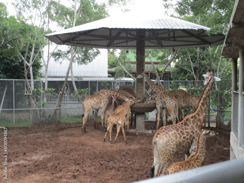 Photography giraffe, animal, mammal, safari, wildlife, nature, wild, tall, neck, kenya, zoo,