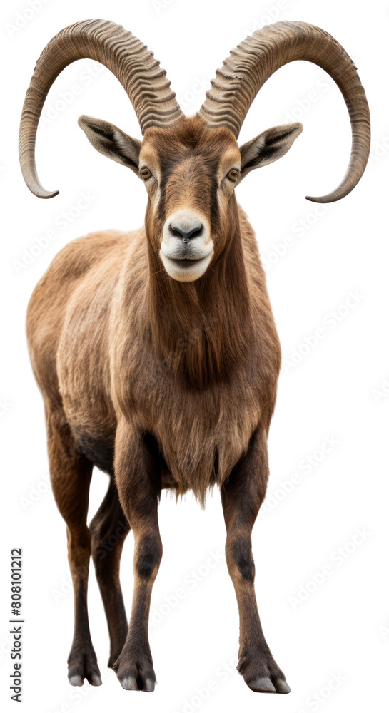 PNG Alpine Ibex livestock wildlife standing. PNG Alpine Ibex livestock wildlife standing.
