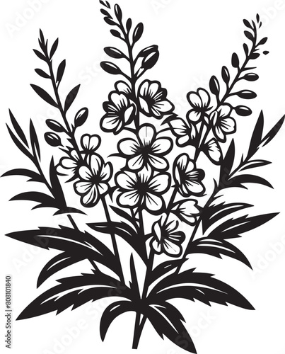 Fireweed wild flower vector silhouette Illustration. Willow herb. Fireweed. Hand drawn botanical illustration on white. Vector graphic flower, silhouette design. Perfect for packaging 