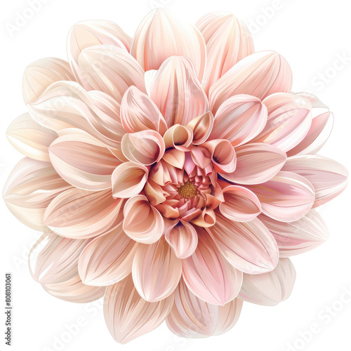 Single dahlia flower clipart  blush and cream color palette  isolated on transparent background