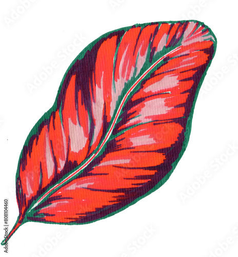 Calathea leaf hand drawn illustration