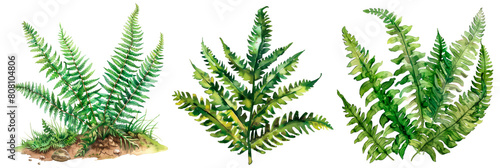 Set of watercolor large prehistoric fern from dinosaur times, isolated on transparent background photo