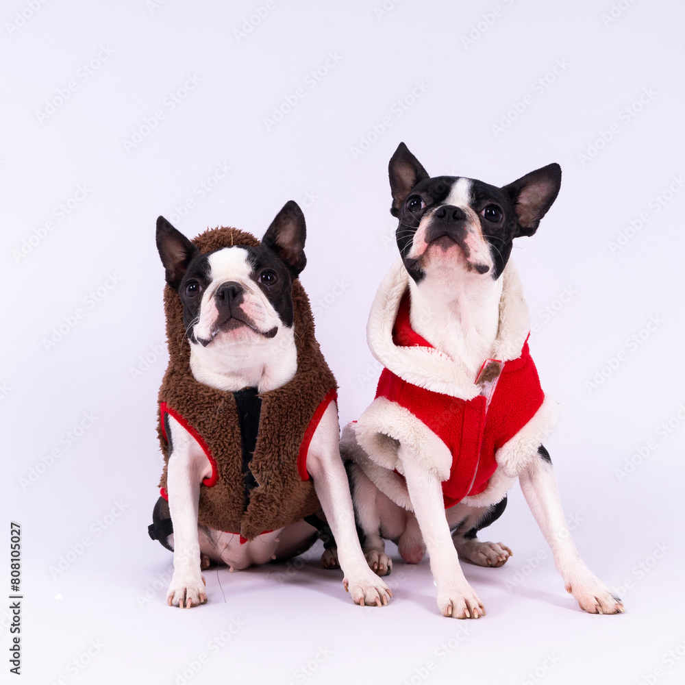 Two boston terrier dog posing in studio, white and dark background Two boston terrier dog posing in studio, white and dark background