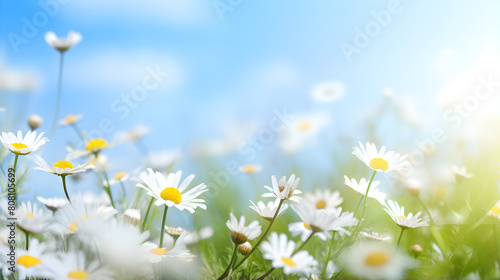 Vibrant and sunlit meadow filled with dandelions in various stages of bloom against a backdrop of a clear blue sky. © Zeee