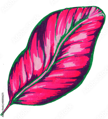 Calathea leaf hand drawn illustration