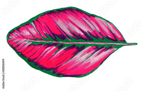 Calathea leaf hand drawn illustration