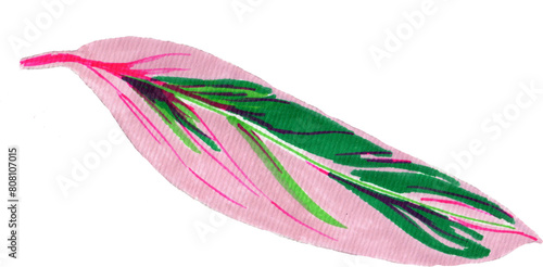 Calathea leaf hand drawn illustration