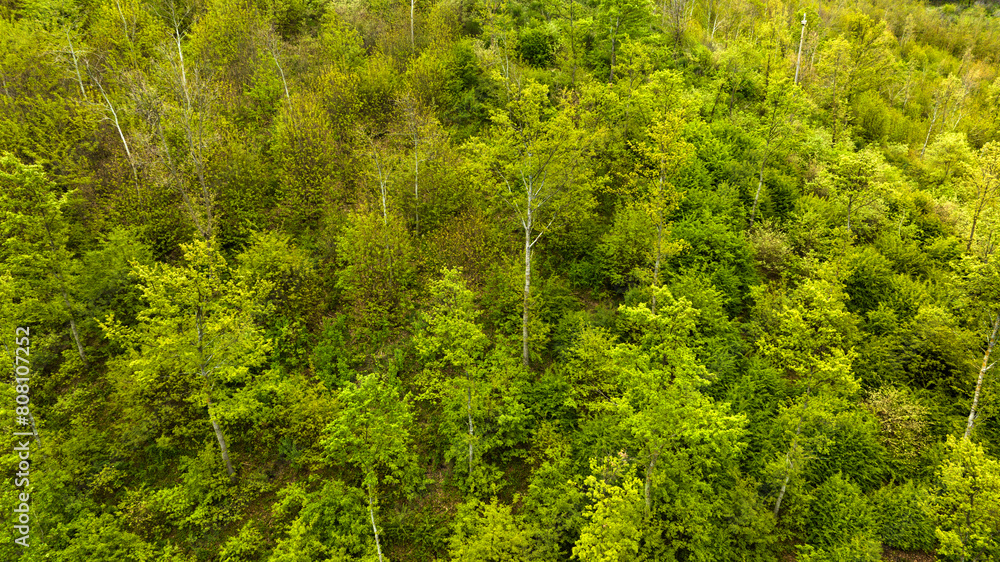 Aerial view of a forest on a cloudy day.