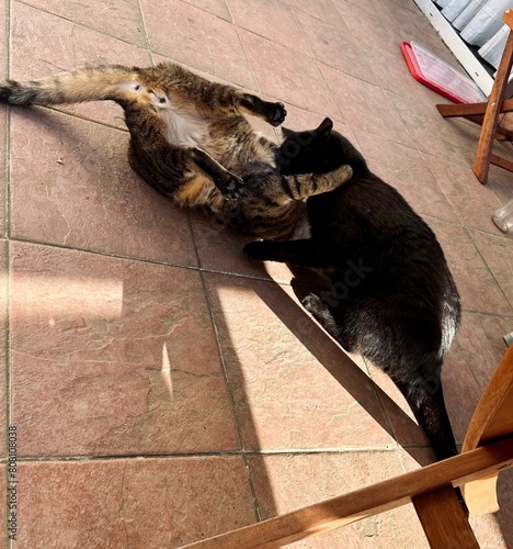 Two funny cats playing with each other on a sunny terrace