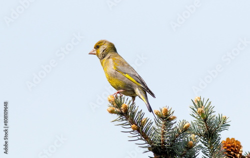 yellow wagtail on a branch