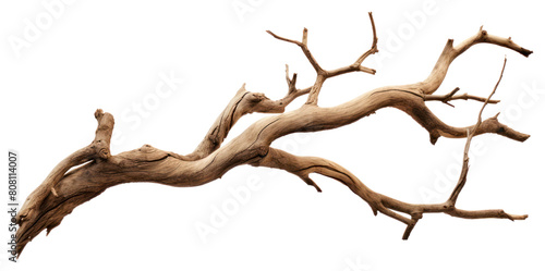 PNG Wood driftwood branch tree.