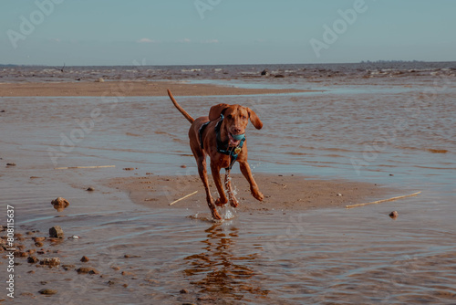 Red dog runs on water on the beach and playes with ball photo