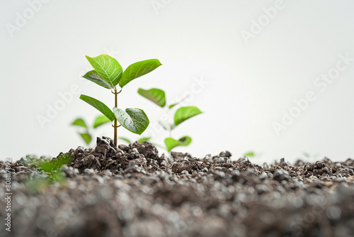 Young Plant Growing in Soil - Symbol of Growth and Sustainability