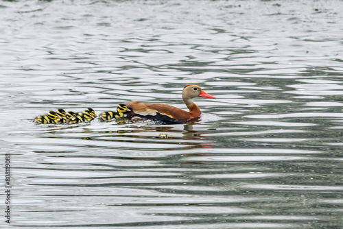 Adult Black-Bellied Whistling Duck Swimming with its ducklings Audubon Park, New Orleans, Louisiana, USA photo