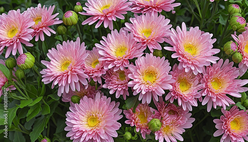 Dainty chrysanthemum blossoms and various colorful flowers  buds  and foliage arranged in a realistic bouquet  isolated on a transparent background