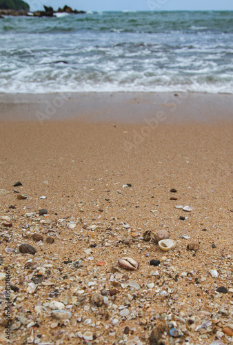 Lots of seashells, hermit crabs, cowrie and peace of corals on the beach by the sea. Wild nature beach in Sri Lanka.