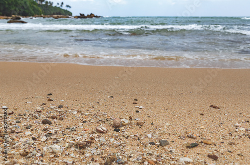 Lots of seashells, hermit crabs, cowrie and peace of corals on the beach by the sea. Wild nature beach in Sri Lanka.