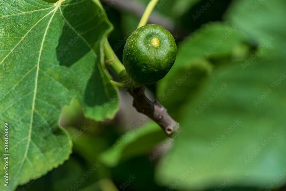 Springtime Symphony. Green Fig. and Verdant Branches in the Sun. Springtime Symphony. Green Fig. and Verdant Branches in the Sun.