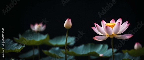 Stunning Lotus Flower Blossoming Against a Dark Background
