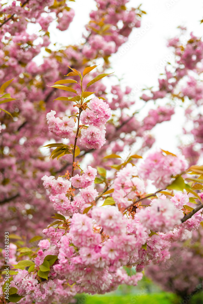 Cherry blossom in spring. Spring background with a branch of blooming sakura. Tenderness. Perfumery concept. Nature banner Cherry blossom in spring. Spring background with a branch of blooming sakura. Tenderness. Perfumery concept. Nature banner