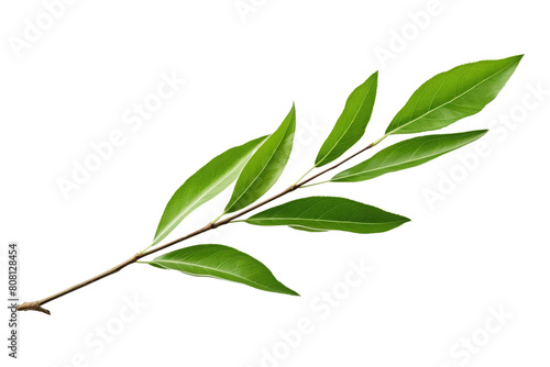 A single green branch with leaves