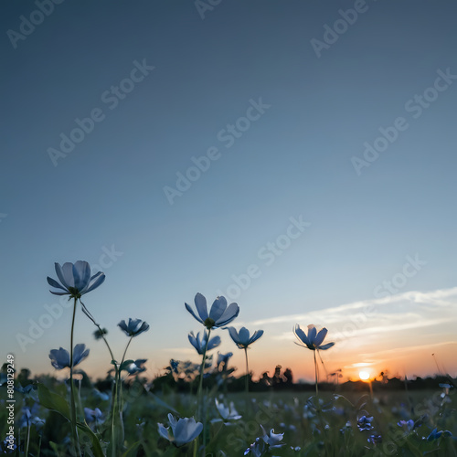 a many white flowers in a field at sunset