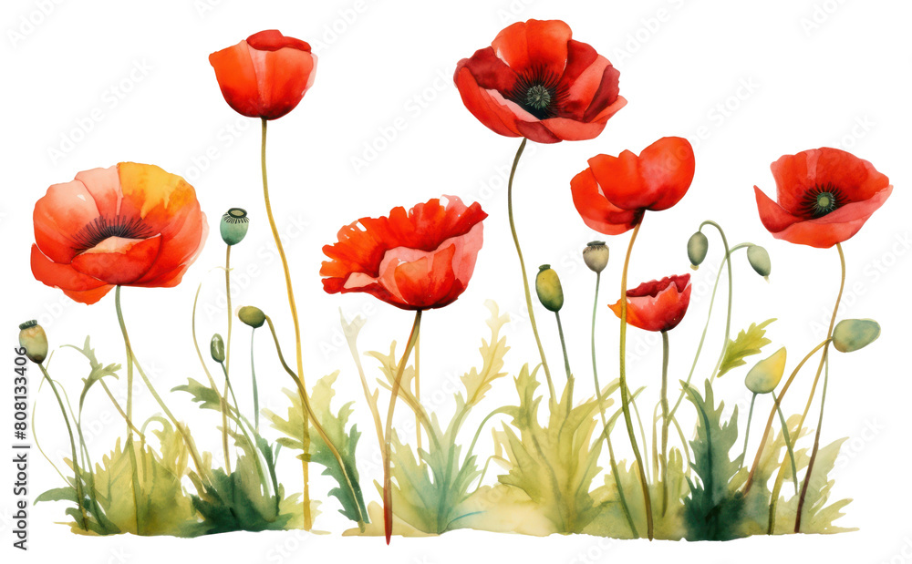 Obraz premium PNG Poppies flower poppy plant.