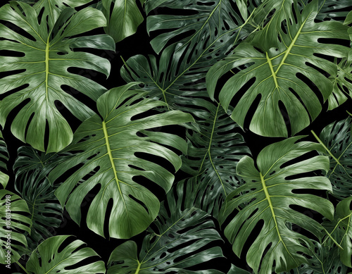 green leaves background jungle monstera photo