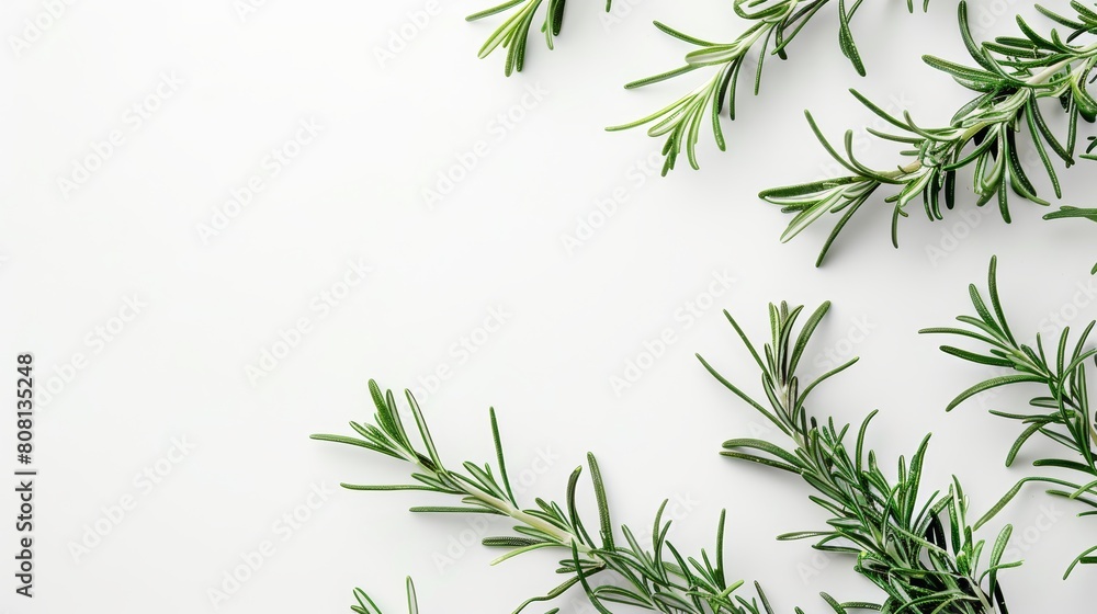 Several rosemary sprigs forming a graceful arc, with a high-contrast white backdrop that enhances their fresh, organic look Several rosemary sprigs forming a graceful arc, with a high-contrast white backdrop that enhances their fresh, organic look