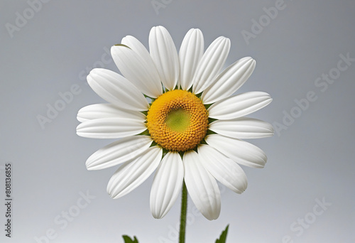  Generative AI creates a stunning wallpaper design featuring a beautifully isolated white daisy flower on a transparent background 