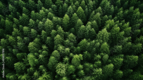 Aerial image of green forest. Environment background. © Kari