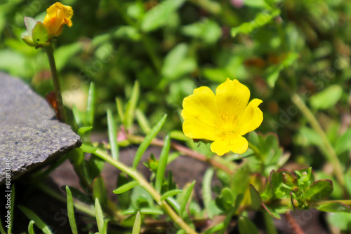 close up of portulaca grandiflora plant