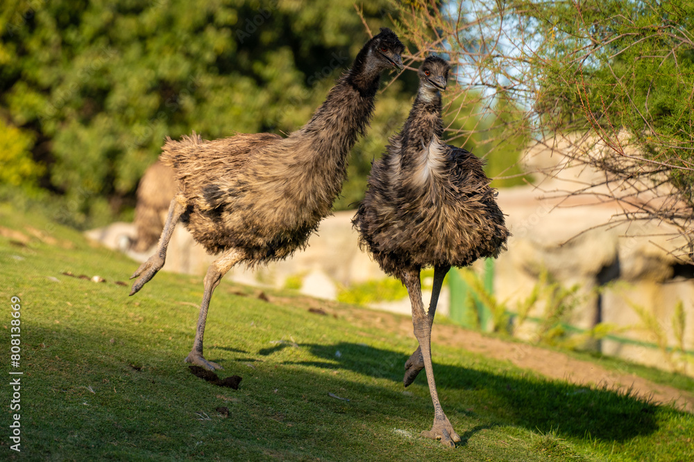 The Emu Dromaius Novaehollandiae Is A Species Of Flightless Bird 