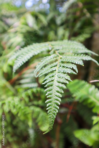 close up of green fern leaves